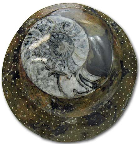 Sculpted Ammonite 01
