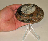 Sculpted Ammonite 05