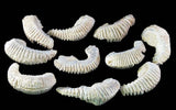 Zig Zag Oyster Fossil