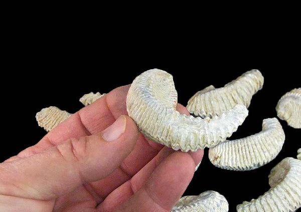 法螺貝　32.７cm Zig Zag Oyster Fossil – Curiogrove