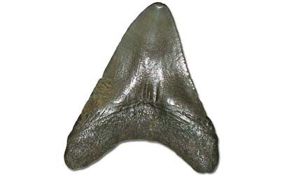 Fossils - Vertebrates