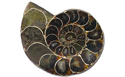 Fossils - Invertebrate