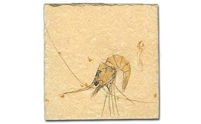 Fossils - Misc