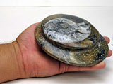 Sculpted Ammonite 01