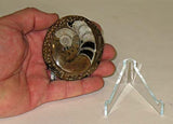 Sculpted Ammonite 03
