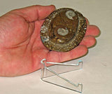 Sculpted Ammonite 06