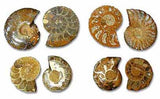 Ammonite Pair