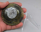 Sculpted Ammonite 04