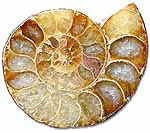 Ammonite Pair