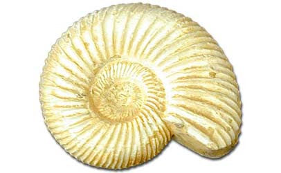 White Ammonite - Medium