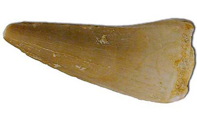 Mosasaur Tooth