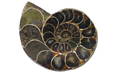 Ammonite Pair