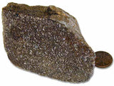 Dinosaur Bone - No 1