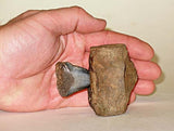 Shark Tooth and Vertebrae Presentation