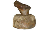 Shark Tooth and Vertebrae Presentation