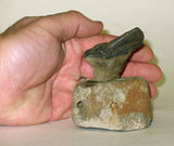 Shark Tooth and Vertebrae Presentation
