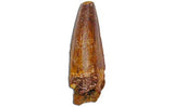 Dinosaur Tooth