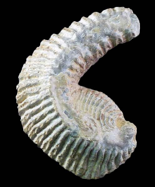 Zig Zag Oyster Fossil